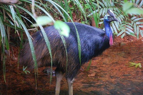 Daintree Discovery Centre Family Pass Ticket - Food Delivery Shop 7