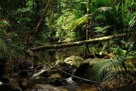 Daintree Discovery Centre Family Pass Ticket - Food Delivery Shop 5
