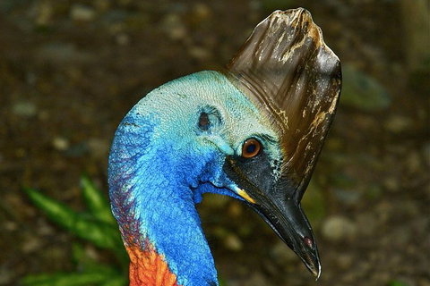 Daintree And Cape Tribulation Full Day Guided Tour - Food Delivery Shop 3