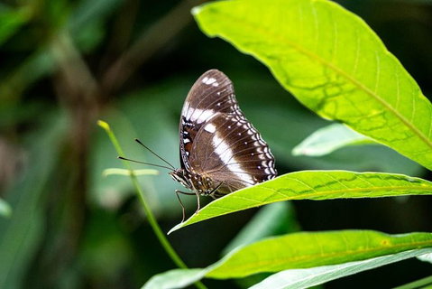 Daintree And Cape Tribulation Full Day Guided Tour - Food Delivery Shop 6