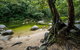 Daintree And Cape Tribulation Full Day Guided Tour - thumb 5