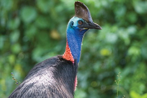 5 Day Australia Retreat: Queensland Daintree - Food Delivery Shop 1