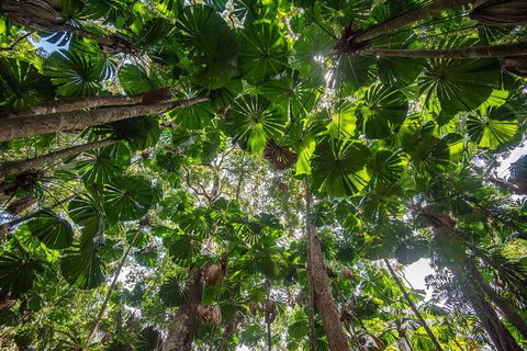 5 Day Australia Retreat: Queensland Daintree - Food Delivery Shop 4