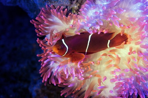 Cairns Aquarium Tour By Twilight With Drink And Appetiser - Food Delivery Shop 2