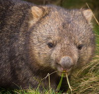 Cradle Mountain Wildlife Spotting after Dark - Food Delivery Shop