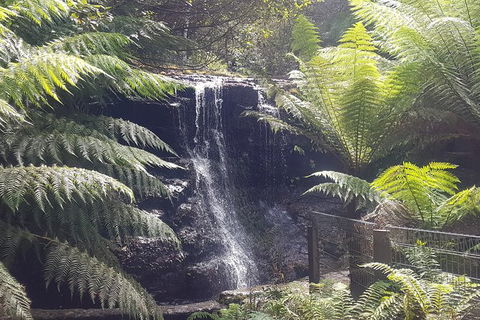 Mt. Wellington Morning Hike + Afternoon Beer & History Walk - Food Delivery Shop 16