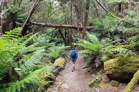 Mt. Wellington Morning Hike + Afternoon Beer & History Walk - Food Delivery Shop 7