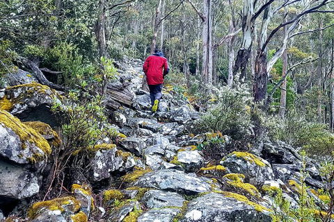 Mt. Wellington Morning Hike + Afternoon Beer & History Walk - Food Delivery Shop 8