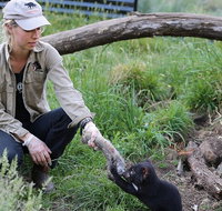 1-Hour Tasmanian Devil Feeding Day Tour at Cradle Mountain - Food Delivery Shop