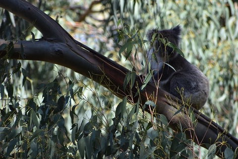 Great Ocean Road Tour Plus Koalas, Forest Walk And Morning Tea. - Food Delivery Shop 2
