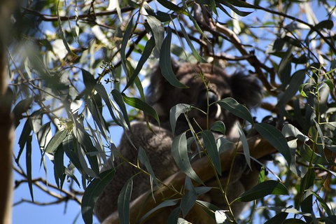 Great Ocean Road Tour Plus Koalas, Forest Walk And Morning Tea. - Food Delivery Shop 6