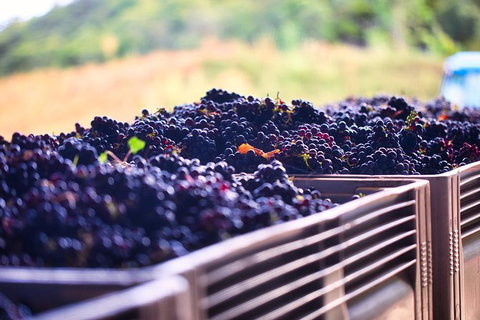 Feathertop Winery: Behind The Wines And Vines - Food Delivery Shop 3