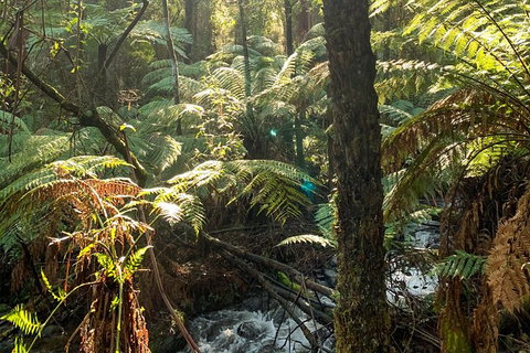 Hiking Tour To Aqueduct And Warburton Valley Lookout - Pet Food Australia 3