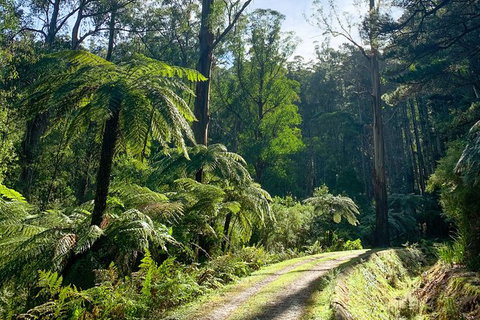 Hiking Tour To Aqueduct And Warburton Valley Lookout - Pet Food Australia 1