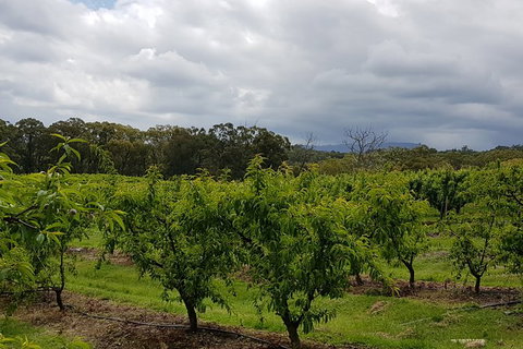 Yarra Valley Wineries And Rayners Orchard Tour From Melbourne - Food Delivery Shop 18
