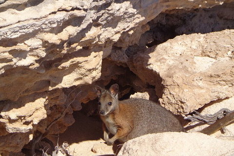 Shipwreck Special Full Day Tour Of The Abrolhos Islands - Food Delivery Shop 1