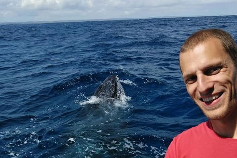 Whale Watching Boat Tour In Geraldton - Food Delivery Shop 2