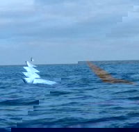 Whale Watching boat tour in Geraldton - Food Delivery Shop