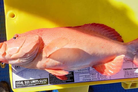 Geraldton Fishing Charter - Food Delivery Shop 13