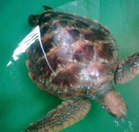 Australian Seabird Rescue - Pet Food Australia