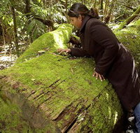 Washpool National Park - Washpool Walk - Pet Food Australia