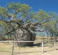 Boab Prison Tree - Pet Food Australia