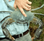 Whitsunday Crocodile Safari - Food Delivery Shop
