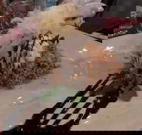 Marrakech Restaurant - Pet Food Australia