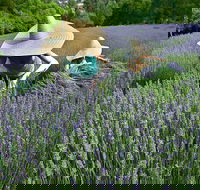 Lavandula Swiss Italian Farm - Food Delivery Shop