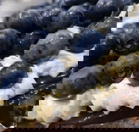 Uptown Patisserie - Pet Food Australia