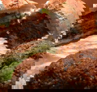 Familiar Takeaway - Pet Food Australia