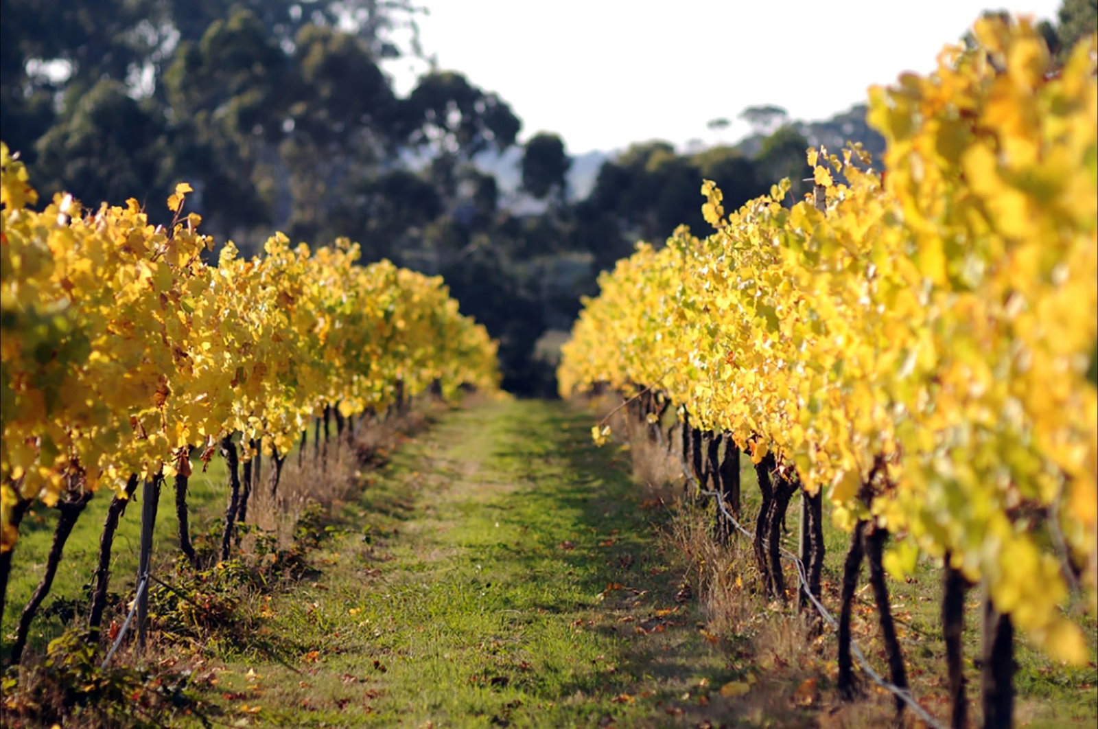 Barramunga VIC Pet Food Australia