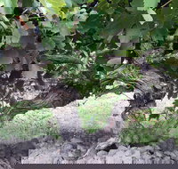 Nick Haselgrove Wines - Food Delivery Shop