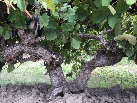 Nick Haselgrove Wines - Food Delivery Shop 0