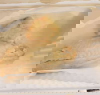 Swish 'n' Chips - Pet Food Australia