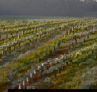 Cape Grace Wines - Pet Food Australia