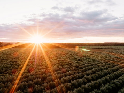 Rich Glen Olive Farm - Pet Food Australia 0