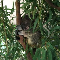 Wild Life Hamilton Island