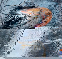 Yamba Wild - Food Delivery Shop