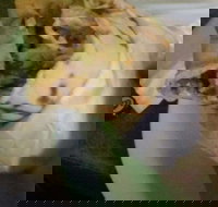 Ankara Kebabs  Bakery - Pet Food Australia