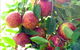 Payne's Orchards - thumb 0