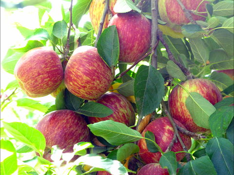 Payne's Orchards - Food Delivery Shop 0