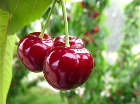 Payne's Orchards - Food Delivery Shop 2