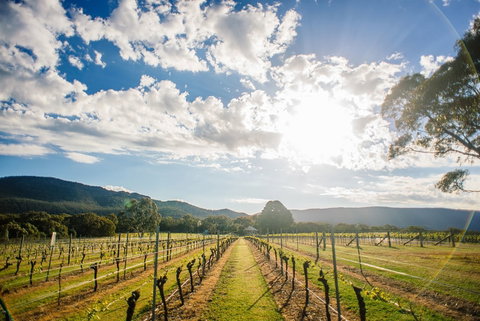 Fallen Giants Vineyard - Food Delivery Shop 0