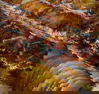 Queens Pastri House - Pet Food Australia