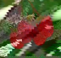 Westerway Raspberry Farm - Food Delivery Shop