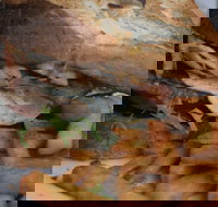 Oasis by the river restaurant  cafe - Pet Food Australia