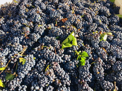 Norton Road Wines - Food Delivery Shop 2
