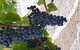 Clayfield Wines - thumb 1