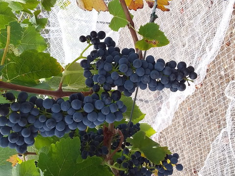 Clayfield Wines - Food Delivery Shop 1